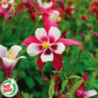Crimson Star Columbine Thumbnail